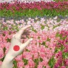 Пигмент Corona Colors Розовый Тюльпан (Pink Tulip)